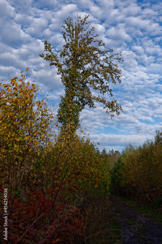 Trres under a cloudy blue sky in autumn