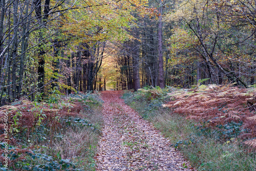 Path in the forest with automnal colors