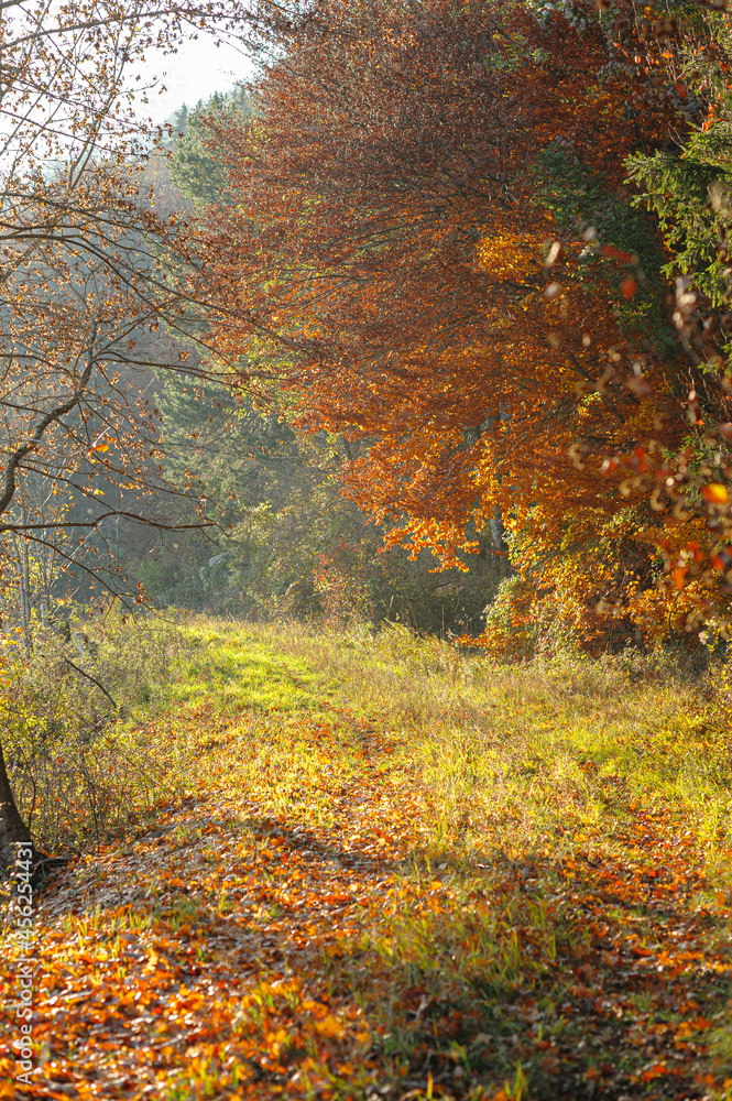Naklejka premium Złota jesień