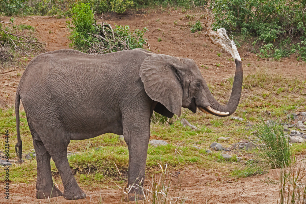 African Elephant Loxodonta africana 13715