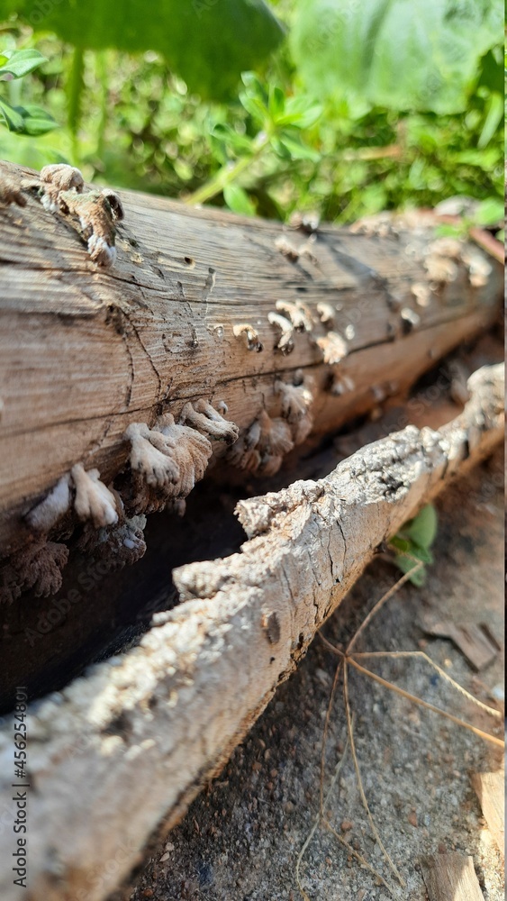 tree trunk with moss