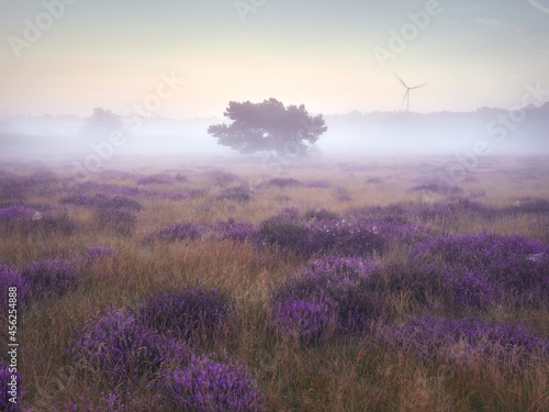 Quadro em tela Morning mists on the moor. Westruper Heide nature reserve in the