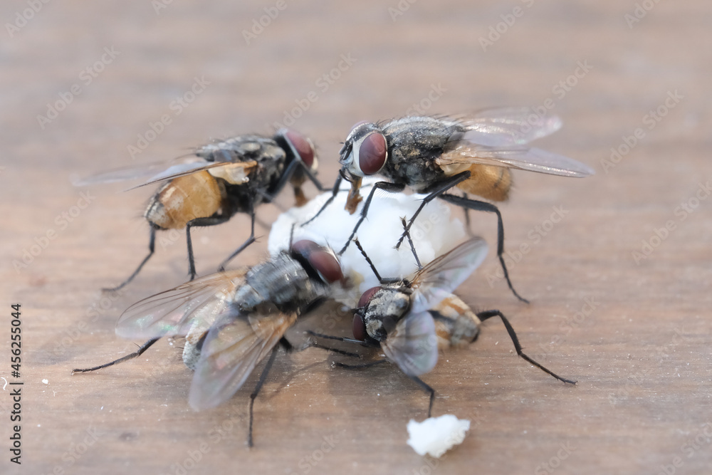 © Akin Ozcan - Houseflies eating food on brown table, four flies feeding outdoors.