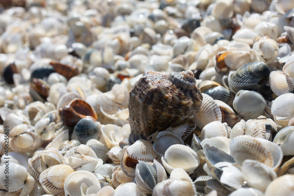 Background of shells with the focus on a large seashell