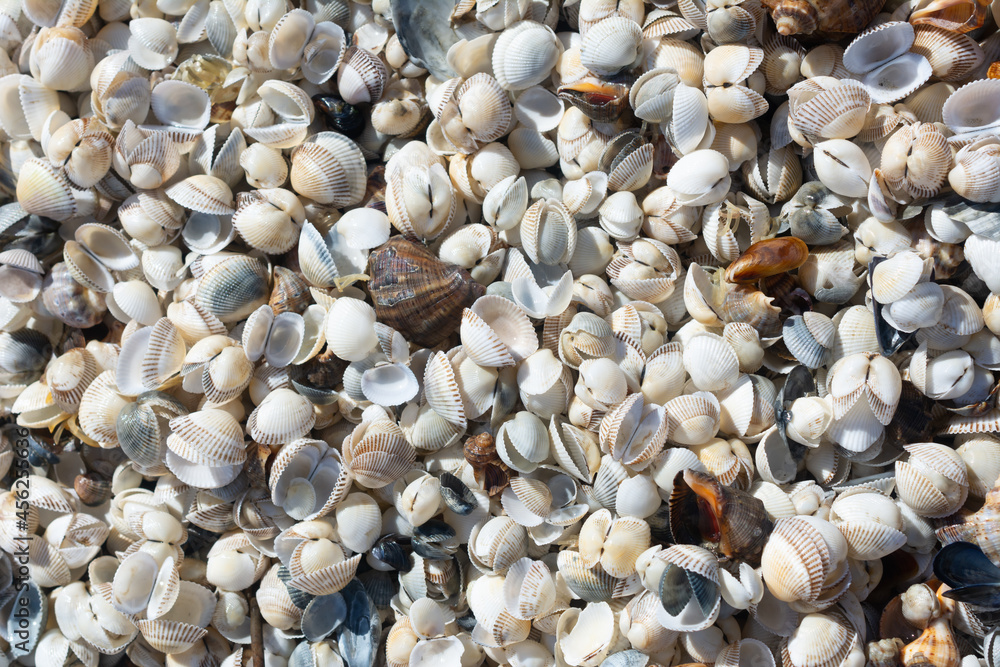 Background of seashells with different colors. Maritime background