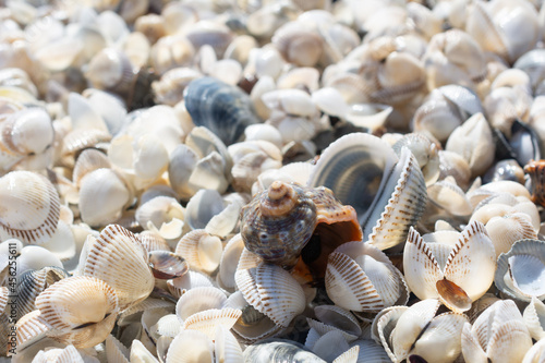 Background of shells with the focus on a large seashell