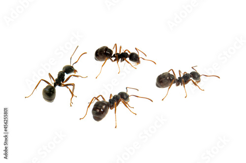 Ant isolated on white.Formica rufa © gunungkawi