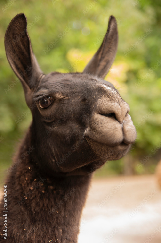 Obraz premium Lama is watching on you with beautiful eyes