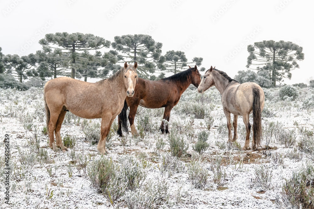 Horses in the Frost Horses in the Frost