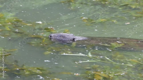 adult beaver swimming in the river Khimka, Pokrovskoe-Streshnevo park, Moscow, Russia