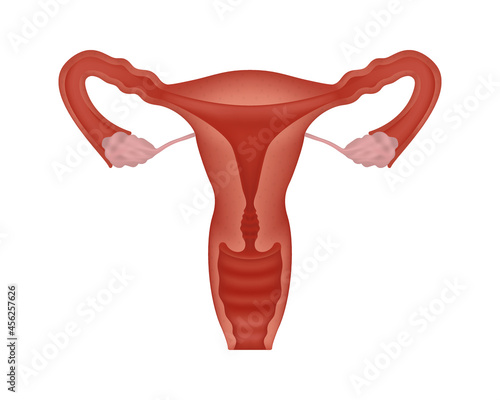 Cut-away view realistic female human reproductive system. Anatomically correct female reproductive system on white background.