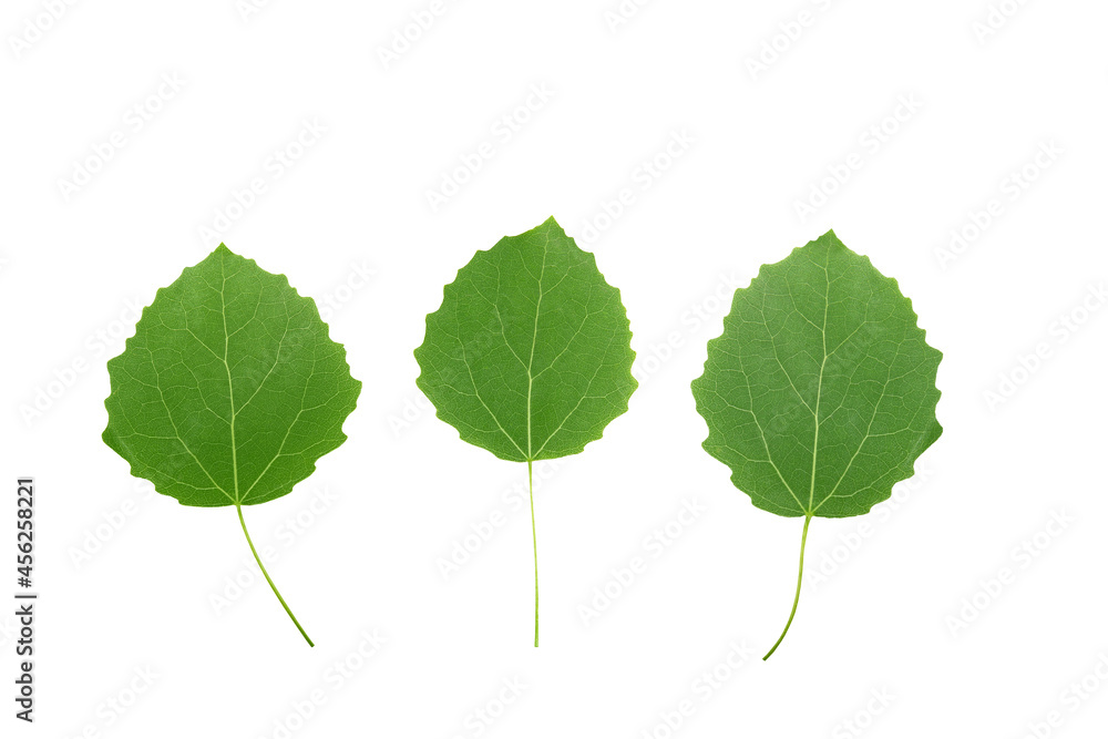green leaf isolated on white green leaf isolated on white