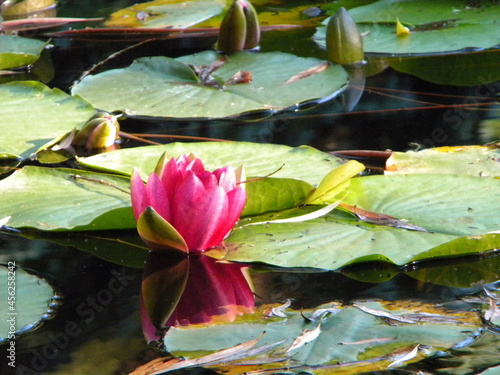 Fototapeta flower
