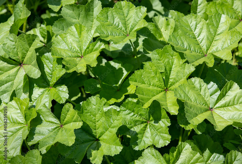 A close-up with Malva sylvestris leaves A close-up with Malva sylvestris leaves