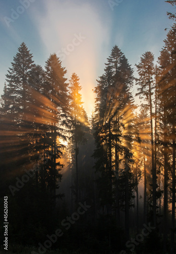the sun's rays in the foggy forest