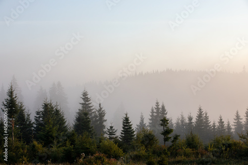 landscape with a pine forest in the fog