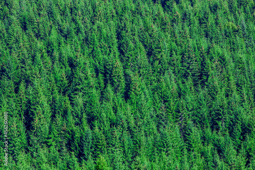 fir forest seen from above 