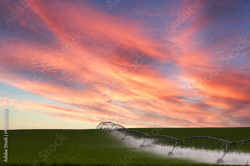 Corn field at sunset with sprinklers