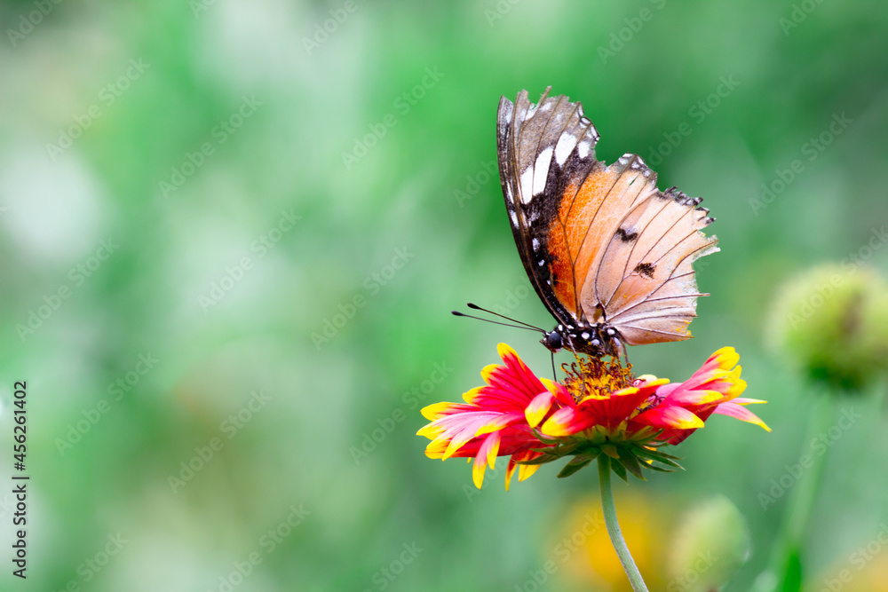 Beautiful Image of plain tiger butterfly on the flower plants during springtime Beautiful Image of plain tiger butterfly on the flower plants during springtime