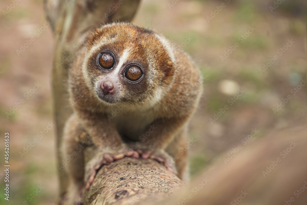 Naklejka premium Slow loris of Borneo