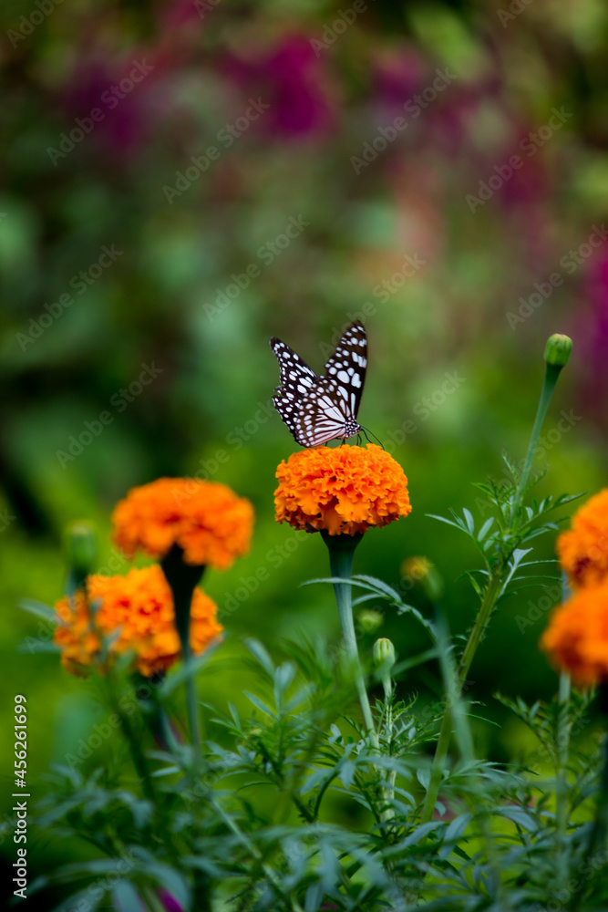 Obraz premium Danainae is a subfamily of the family Nymphalidae, the brush-footed butterflies. It includes the Daniadae, or milkweed butterflies, who lay their eggs on various milkweeds on which their larvae. 