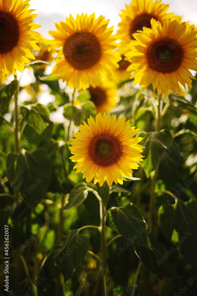 Fototapeta premium Sunflowers growing in a field at a local orchard in Ontario, Canada.