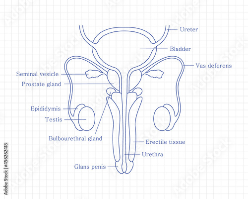Male reproductive system in line style with parts descriptions. Anatomically correct male reproductive organs. Medical educational content