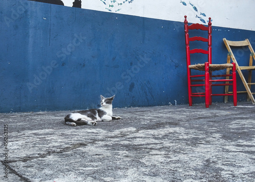 rest of the cat in stromboli in sicily © Gianluca