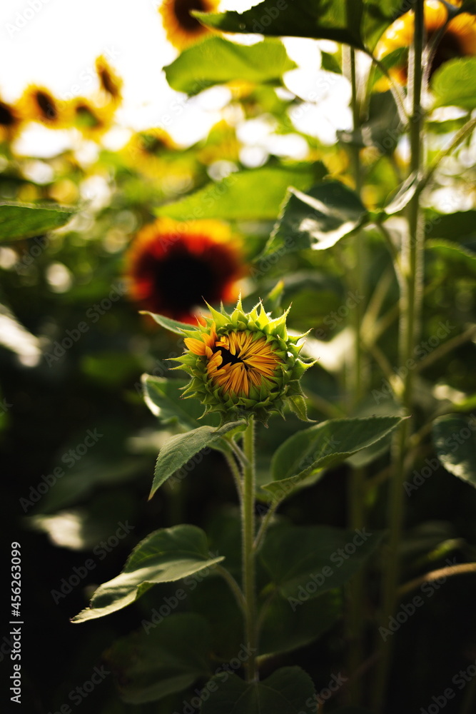 Sunflowers growing in a field at a local orchard in Ontario, Canada. Sunflowers growing in a field at a local orchard in Ontario, Canada.