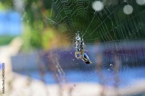 Cross spider in a spider web against a colourful blurred background