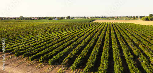 Aerial view of Italian red grape vineyard