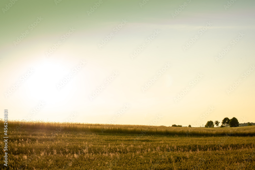 Obraz premium backdrop of ripening ears of yellow wheat field on the sunset cloudy orange sky background. Copy space of the setting sun rays on horizon in rural meadow Close up nature photo Idea of a rich harvest.