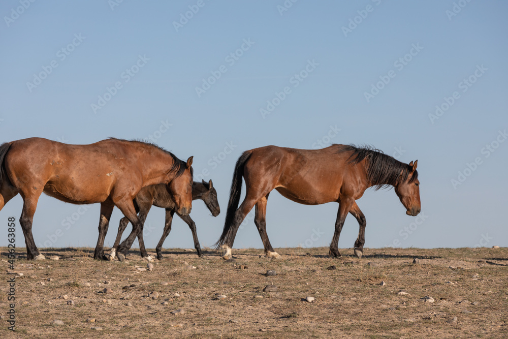 Wild Horses in Spring in the Utah Desert Wild Horses in Spring in the Utah Desert