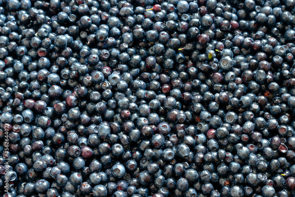 Lots of juicy blueberries. Fresh peeled blueberries. Large tray with blueberries