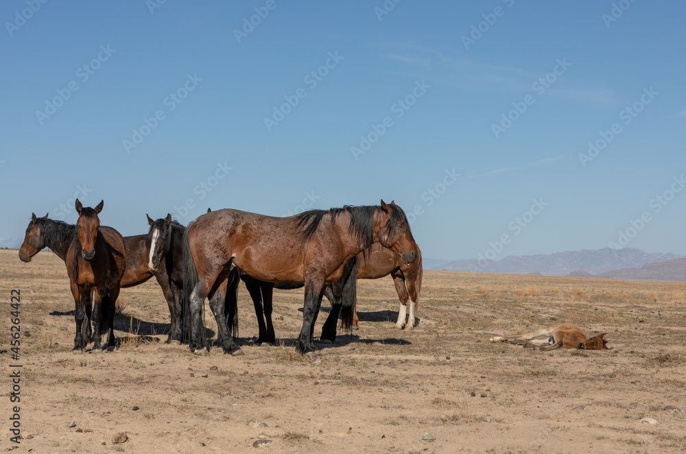 Wild Horses in Spring in the Utah Desert Wild Horses in Spring in the Utah Desert