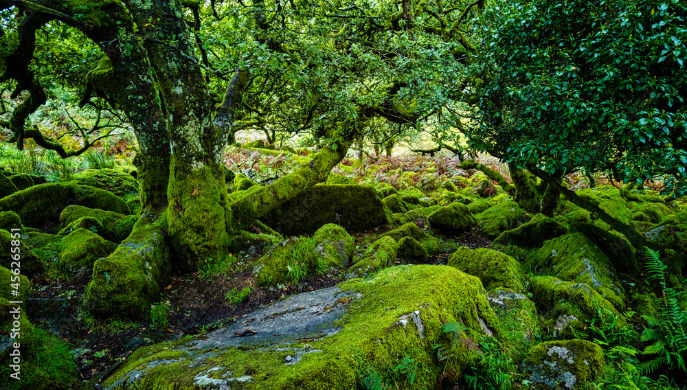Wistman's Wood National Nature Reserve - mystic high-altitude oakwood on valley of the West Dart River, Dartmoor, Devon, United Kingdom
