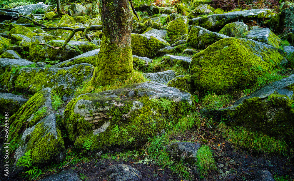 Wistman's Wood National Nature Reserve - mystic high-altitude oakwood on valley of the West Dart River, Dartmoor, Devon, United Kingdom Wistman's Wood National Nature Reserve - mystic high-altitude oakwood on valley of the West Dart River, Dartmoor, Devon, United Kingdom