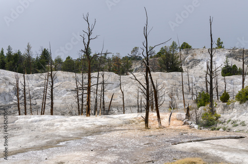 thermal springs and limestone formations at mammoth hot springs in Wyoming in America photo