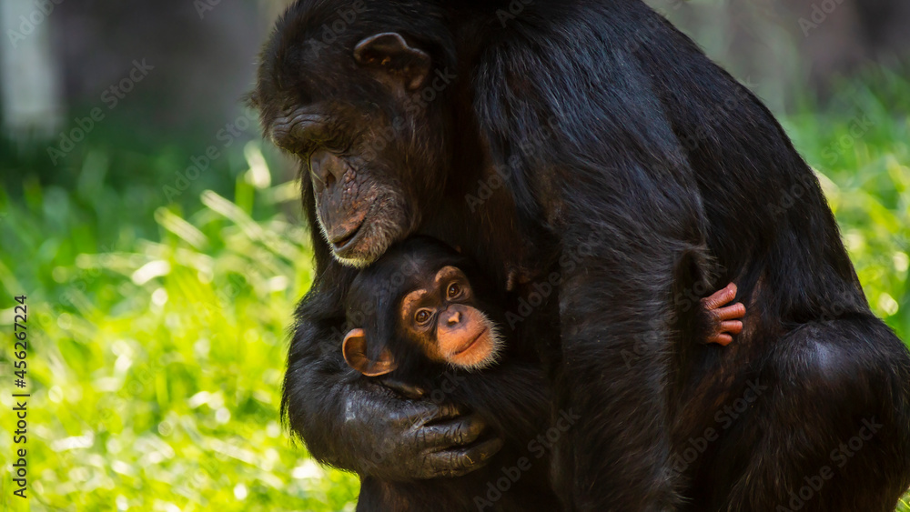 Portrait of a cute baby chimpanzee and her mother showing affection for each other Portrait of a cute baby chimpanzee and her mother showing affection for each other