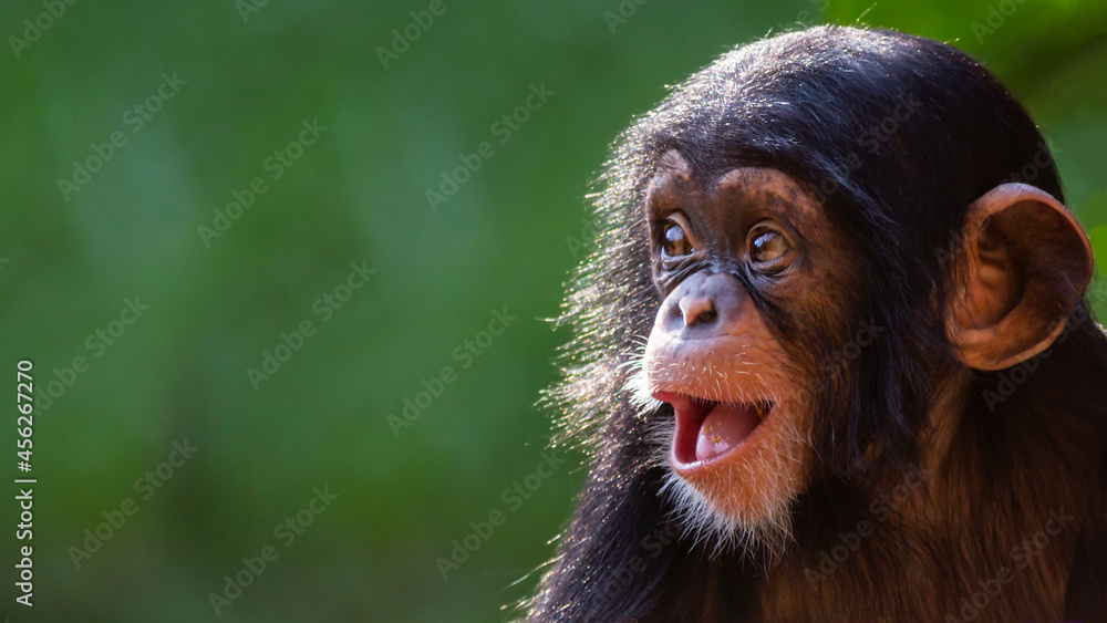 Close up portrait of a happy baby chimpanzee with a silly grin with room for text - obrazy, fototapety, plakaty 