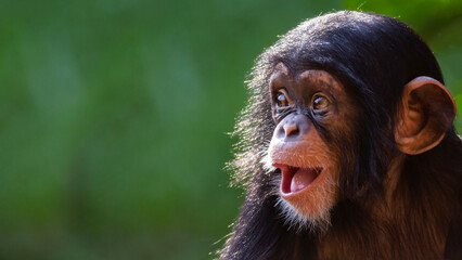 Close up portrait of a happy baby chimpanzee with a silly grin with room for text