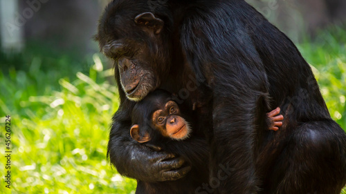 Fotografering Portrait of a cute baby chimpanzee and her mother showing affection for each oth