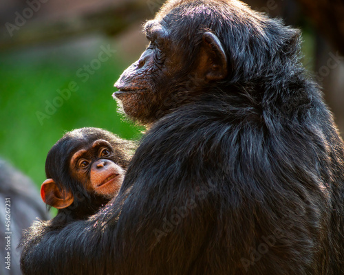 Photography Portrait of a cute baby chimpanzee and her mother showing affection for each oth