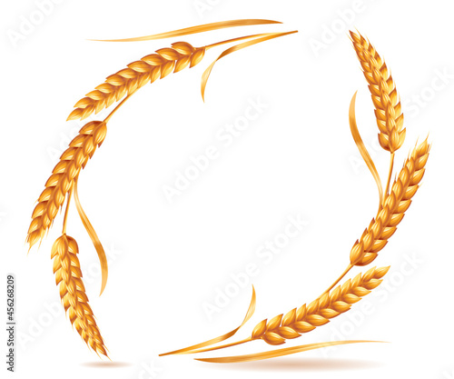 Oval of cereal ears. Movement of golden ears of wheat in a circle. Vector illustration isolated on white background.
