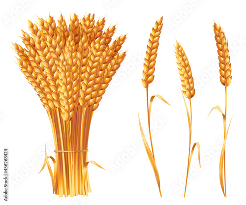Sheaf and a few ears of wheat. Vector illustration isolated on white background.