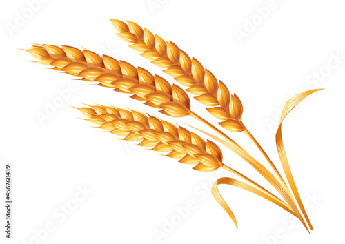 Three ears of wheat on a white background. Realistic vector image isolated on white background.