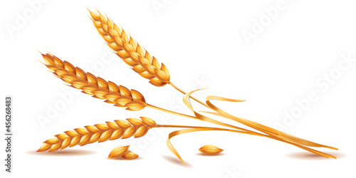 Three ripe ears of wheat. Vector illustration isolated on white background.