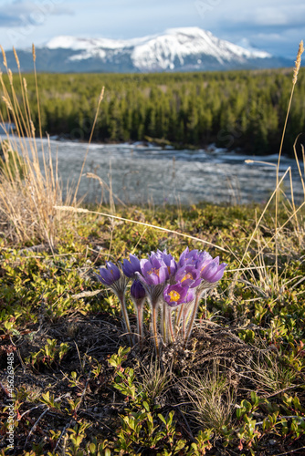 The spring time, Easter flowering Pasque, genus Pulsatilla purple crocus wild flower in a natural environment during April in North America.  photo