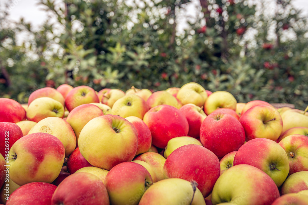 Lots of just picked ripe red and yellow apples in a picking crate in the foreground. In the background, the apple trees in the orchard are out of focus. The photo was taken in a Dutch apple orchard. Lots of just picked ripe red and yellow apples in a picking crate in the foreground. In the background, the apple trees in the orchard are out of focus. The photo was taken in a Dutch apple orchard.