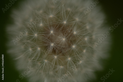 dandelion flower of the field